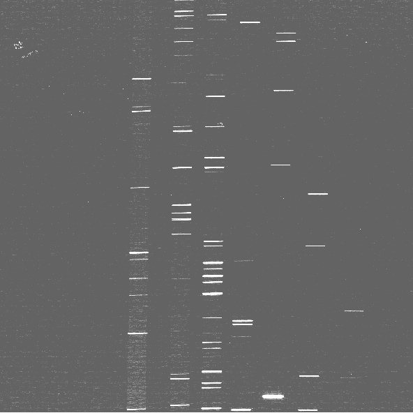 Cross-dispersed spectrum of the argon lamp obtained with the 111 l/mm grating set to 1.53µm, short blue camera, and 0.3 arcsec wide slit.